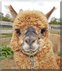 Remy the Huacaya Alpaca