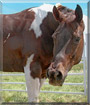 Sally the American Paint Horse