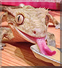Milo the Crested Gecko