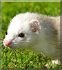 Ramsey the Ferret