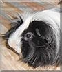 Herman the Peruvian Long Haired Guinea Pig