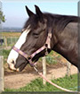 Abbie the Cob Horse