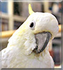 Bella the Lesser Sulfer Crested Cockatoo