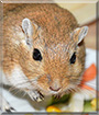 Viper the Gerbil