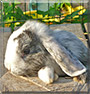 Schnuffel the Aries Rabbit