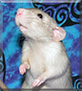 Rooster the Dumbo Merle Rat