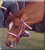 Minnie the British Riding Pony