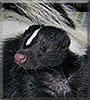 Riley the Domestic Skunk