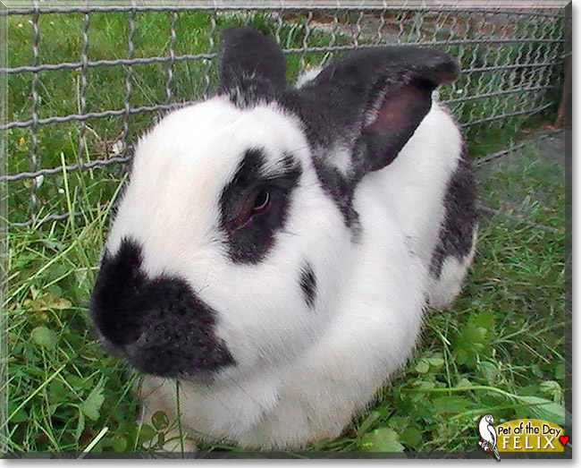 Felix, the Pet of the Day Felix, the Pet of the Day