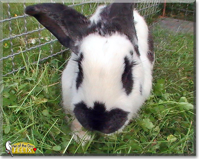 Felix, the Pet of the Day Felix, the Pet of the Day