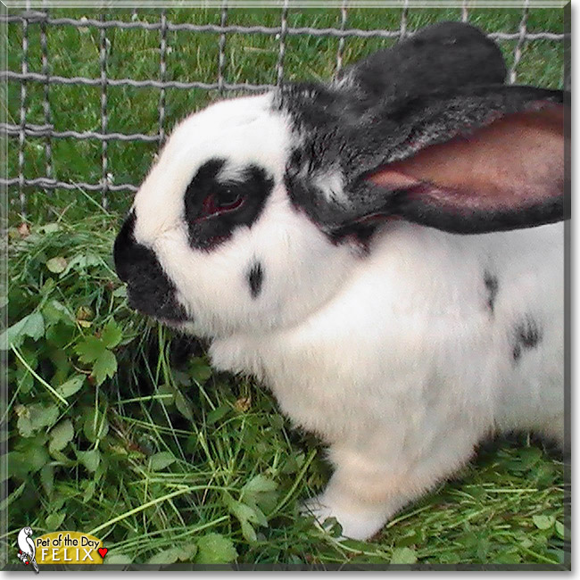Felix, the Pet of the Day Felix, the Pet of the Day