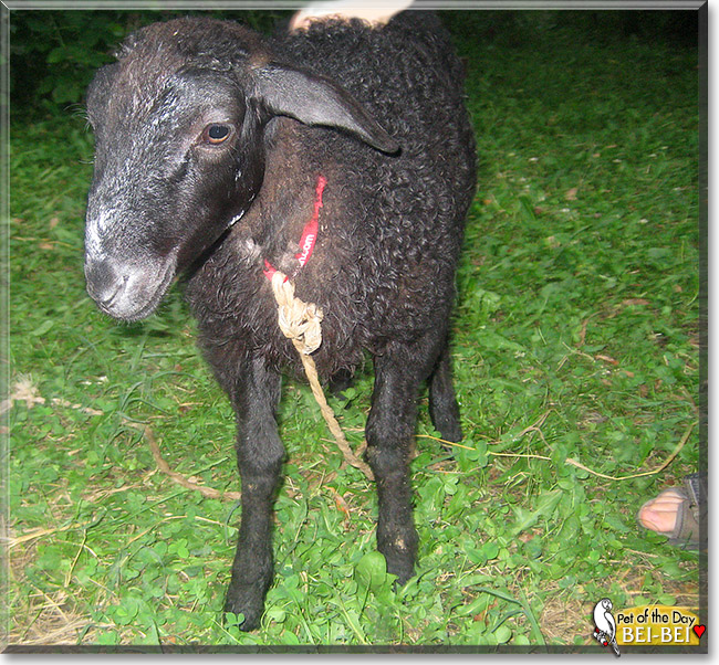 Bei-Bei, the Pet of the Day Bei-Bei, the Pet of the Day