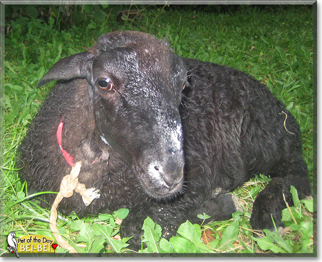 Bei-Bei, the Pet of the Day Bei-Bei, the Pet of the Day