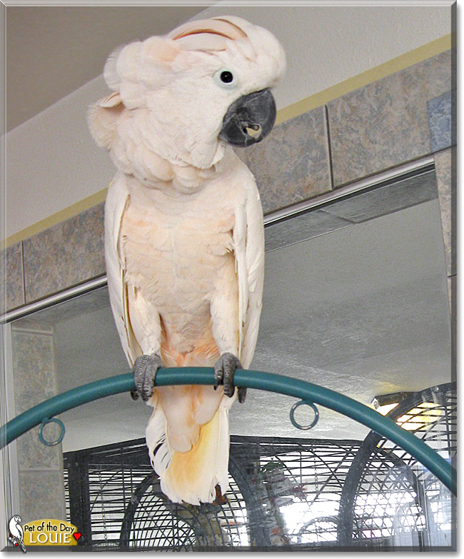 Louie Louie, the Pet of the Day