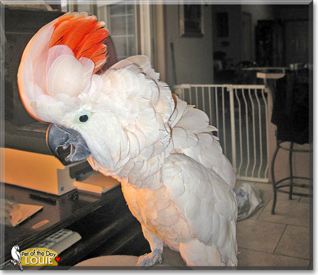 Louie Louie, the Pet of the Day