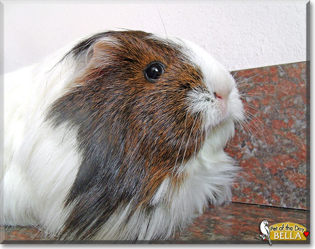 Bella, the Pet of the Day Bella, the Pet of the Day