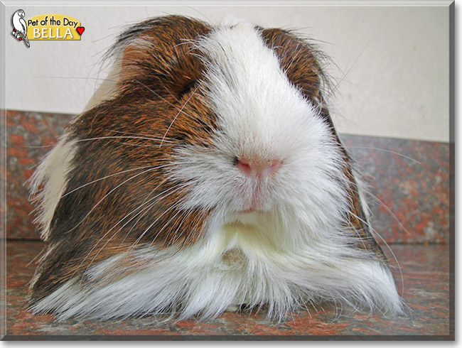 Bella, the Pet of the Day Bella, the Pet of the Day