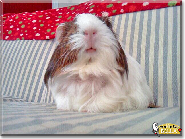 Bella, the Pet of the Day Bella, the Pet of the Day