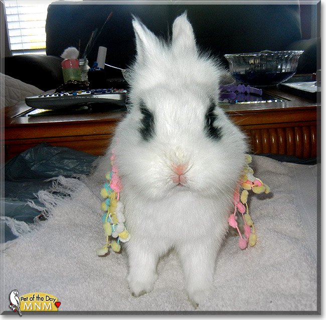 MnM, the Pet of the Day MnM, the Pet of the Day