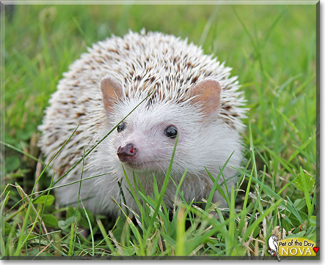 Nova, the Pet of the Day Nova, the Pet of the Day