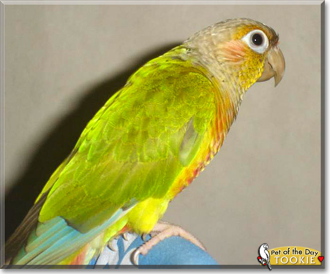 Tookie, the Pet of the Day
