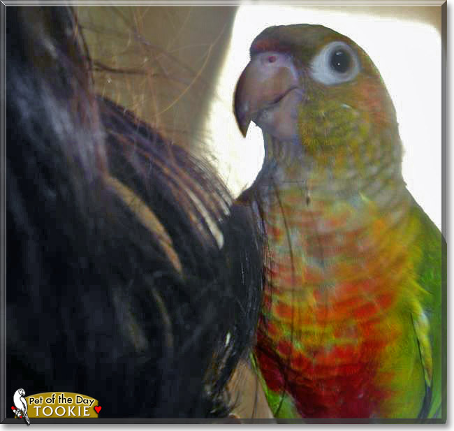 Tookie, the Pet of the Day Tookie, the Pet of the Day