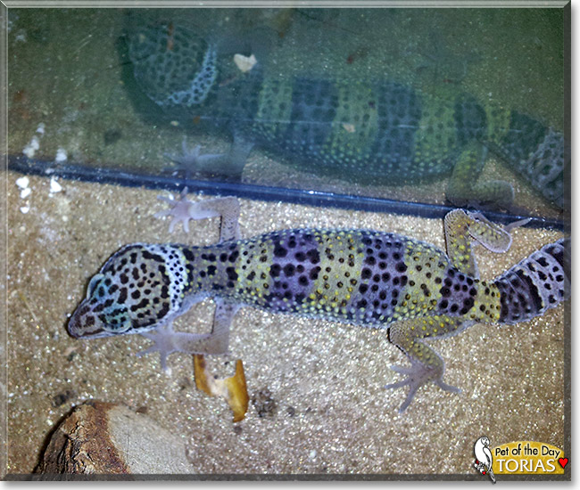 Torias, the Pet of the Day Torias, the Pet of the Day