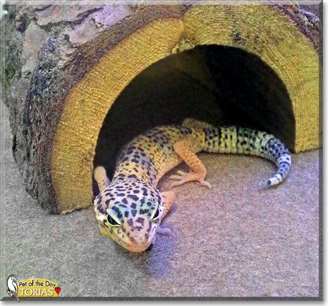 Torias, the Pet of the Day