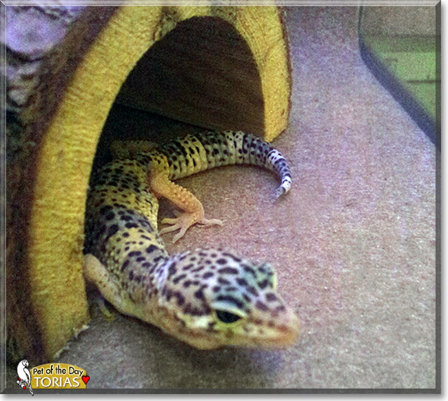 Torias, the Pet of the Day
