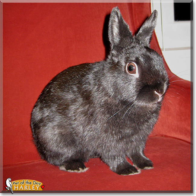 Harley, the Pet of the Day Harley, the Pet of the Day