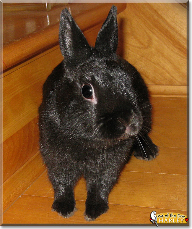 Harley, the Pet of the Day