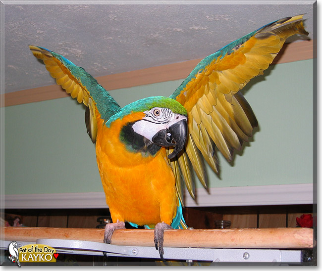 Kayko, the Pet of the Day