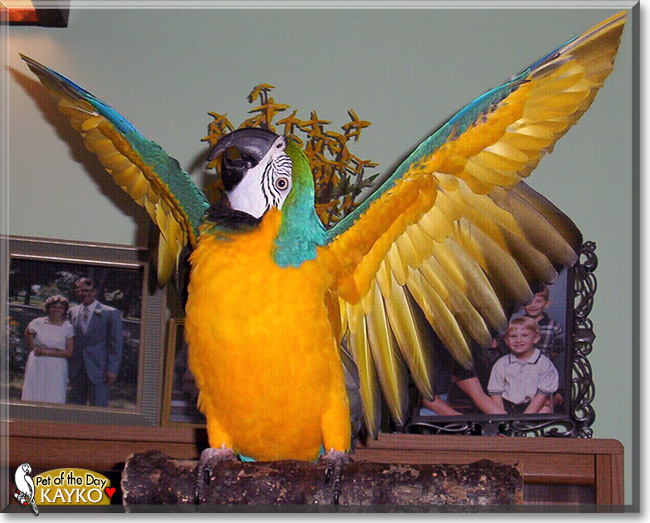 Kayko, the Pet of the Day