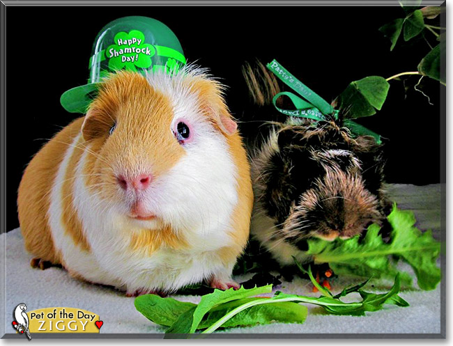 Ziggy, the Pet of the Day Ziggy, the Pet of the Day
