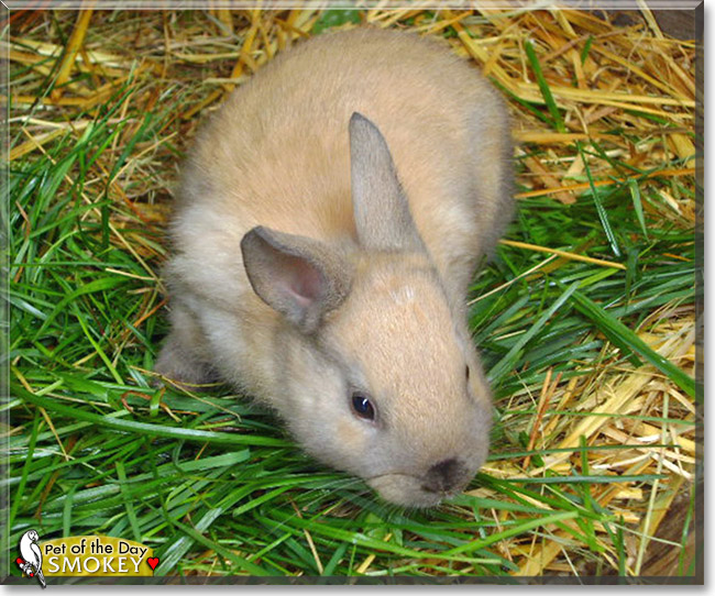 Smokey, the Pet of the Day Smokey, the Pet of the Day