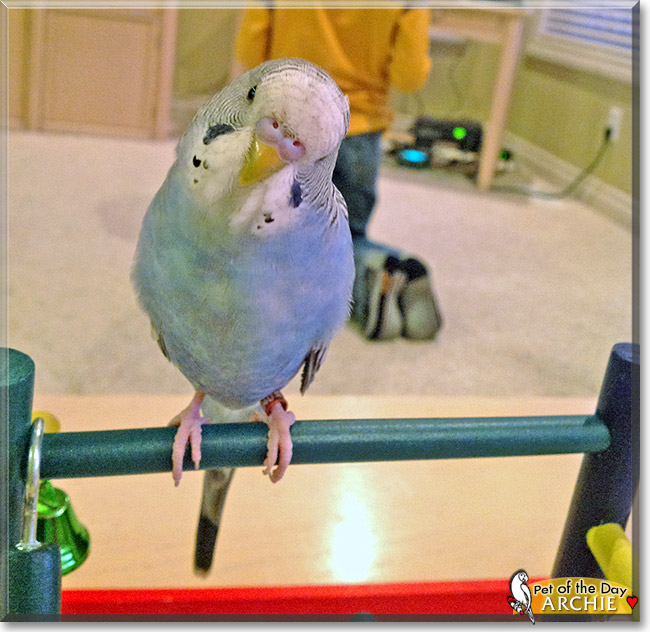 Archie, the Pet of the Day Archie, the Pet of the Day