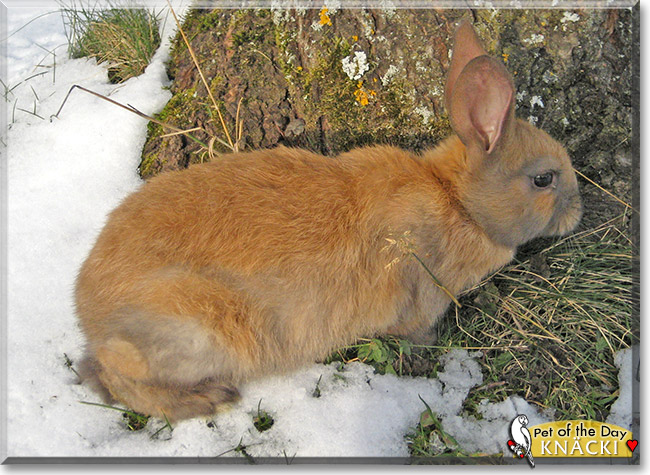 Knäcki, the Pet of the Day Knäcki, the Pet of the Day