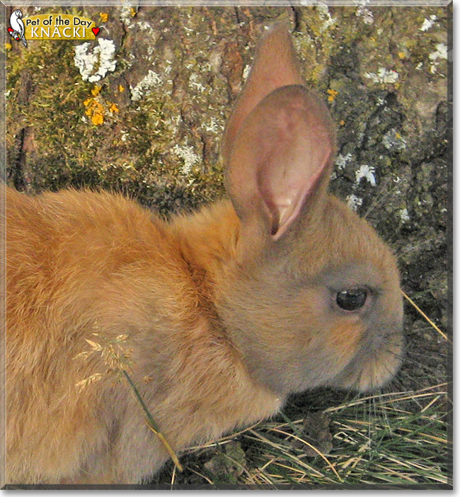 Knäcki, the Pet of the Day Knäcki, the Pet of the Day
