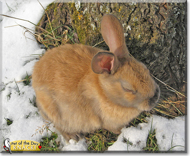 Knäcki, the Pet of the Day Knäcki, the Pet of the Day