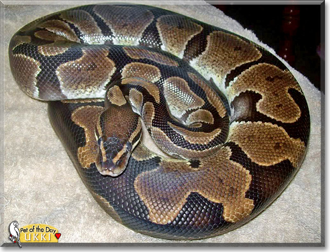 Ukki, the Pet of the Day Ukki, the Pet of the Day