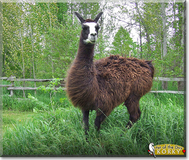 Korky, the Pet of the Day Korky, the Pet of the Day