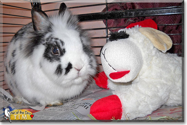 Tim, the Pet of the Day Tim, the Pet of the Day