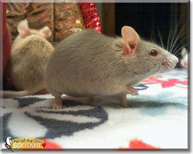Solitaire, the Pet of the Day Solitaire, the Pet of the Day