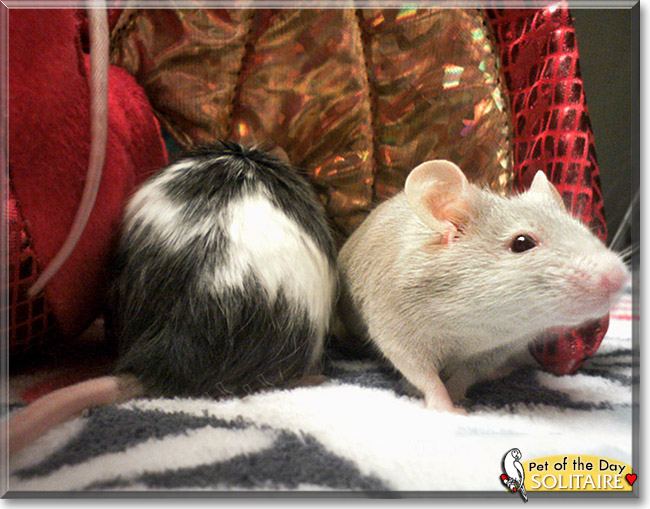 Solitaire, the Pet of the Day Solitaire, the Pet of the Day