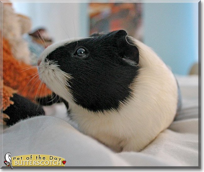 Butterscotch, the Pet of the Day Butterscotch, the Pet of the Day