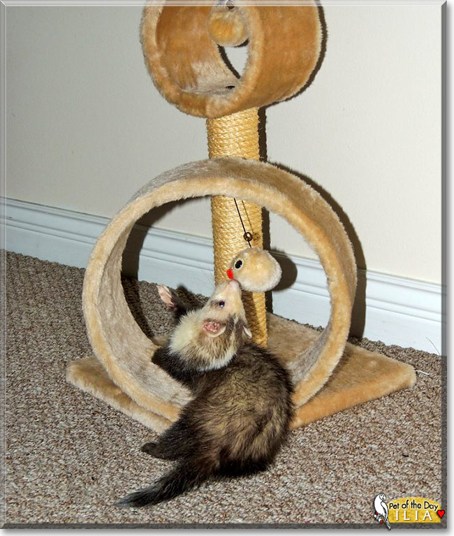 Ilia, the Pet of the Day Ilia, the Pet of the Day