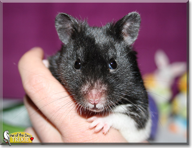 Trixie, the Pet of the Day