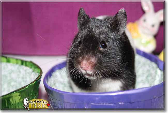 Trixie, the Pet of the Day