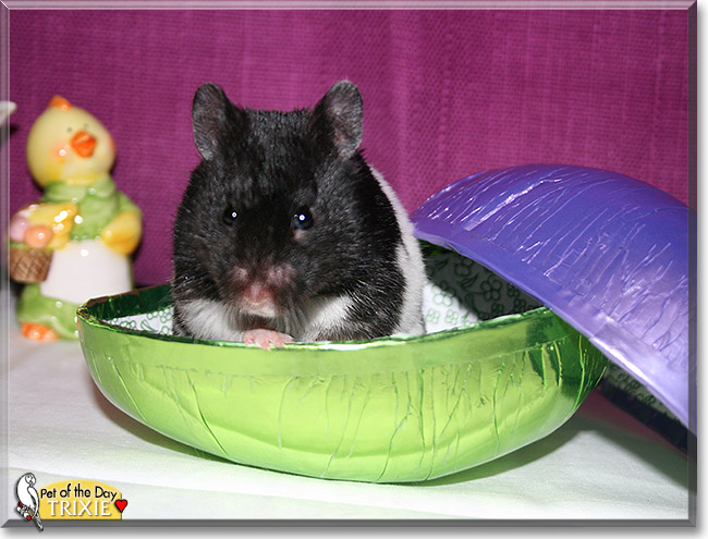 Trixie, the Pet of the Day