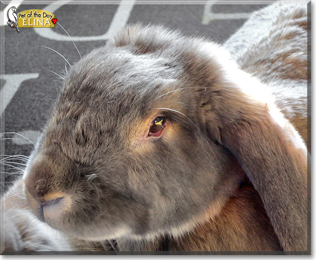 Elina, Resu, the Pet of the Day Elina, Resu, the Pet of the Day